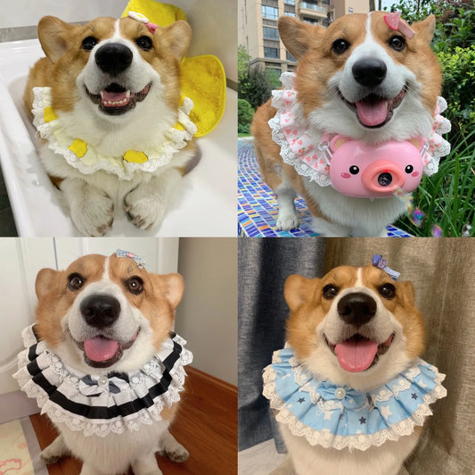 Puppy Lace Bowknot