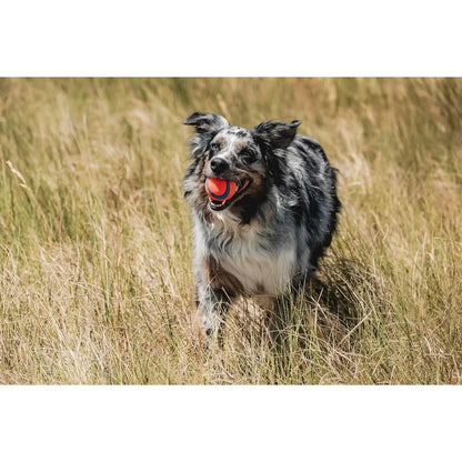 Ultra Ball Dog Toy Medium Bouncy Fetch Balls