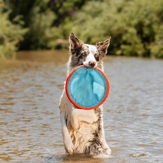 Paraflight Flying Disc Dog Toy