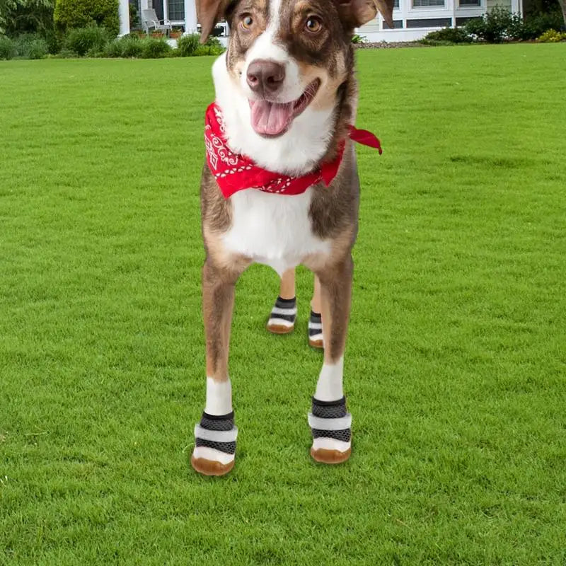 Small Dog Shoes