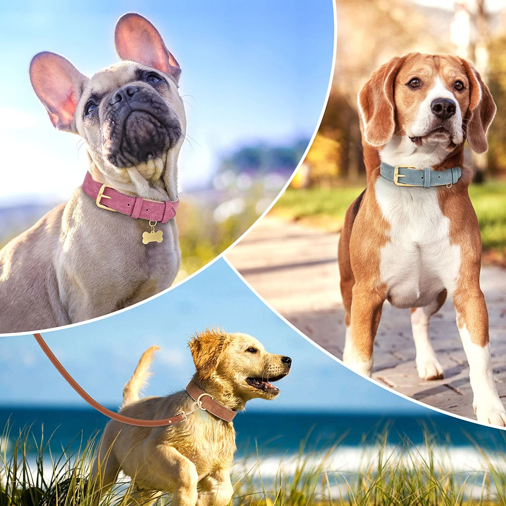 Leather Dogs Collars