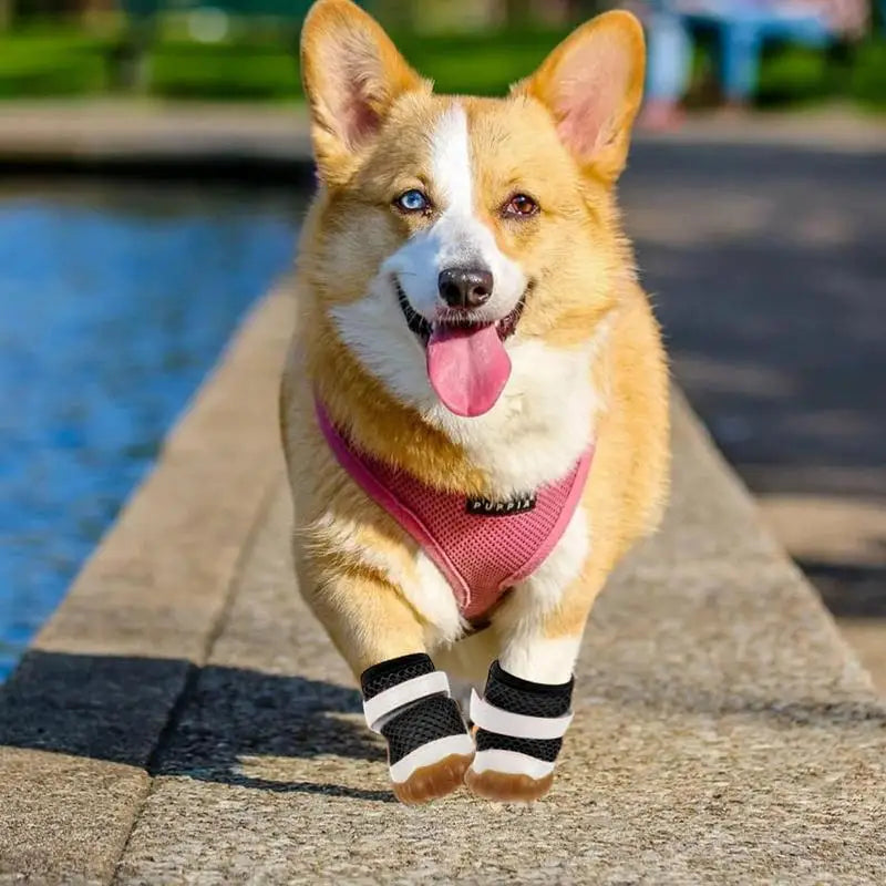 Small Dog Shoes